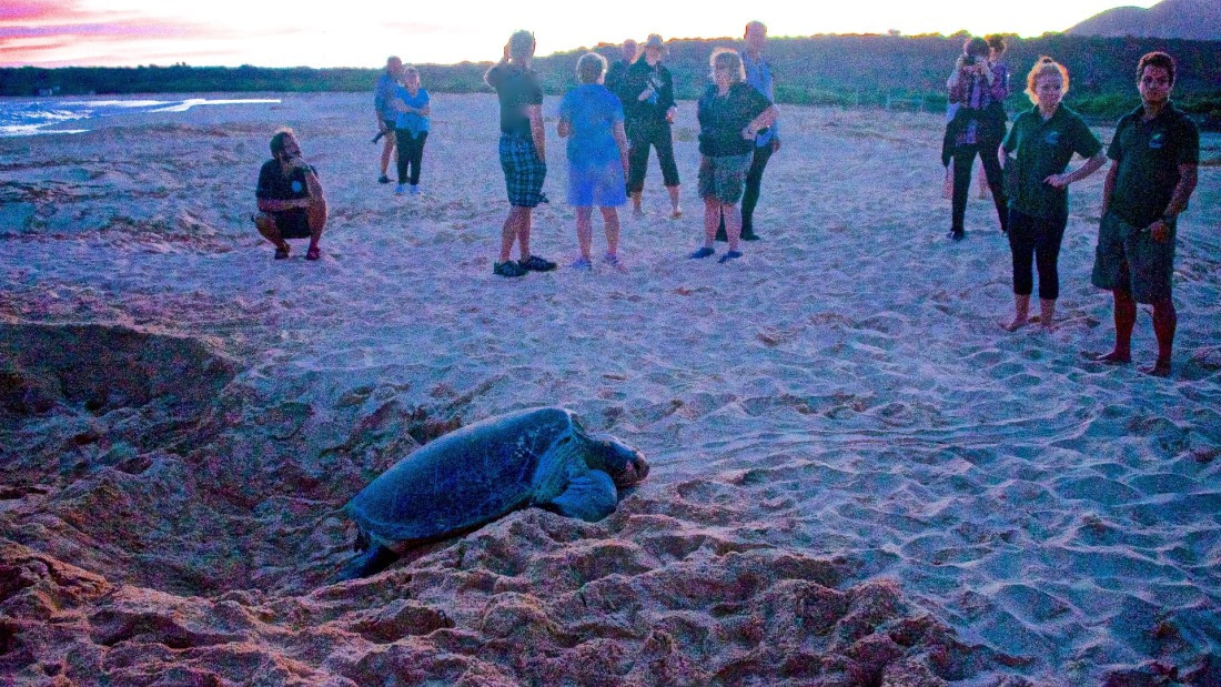 dawn, green turtle has laid & covered up eggs,crawling back to sea, m/v plancius atlantic odyssey 22017