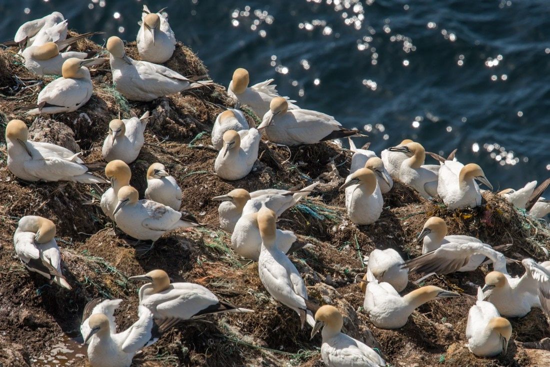 Northern Gannet | Facts, pictures & more about Northern Gannet