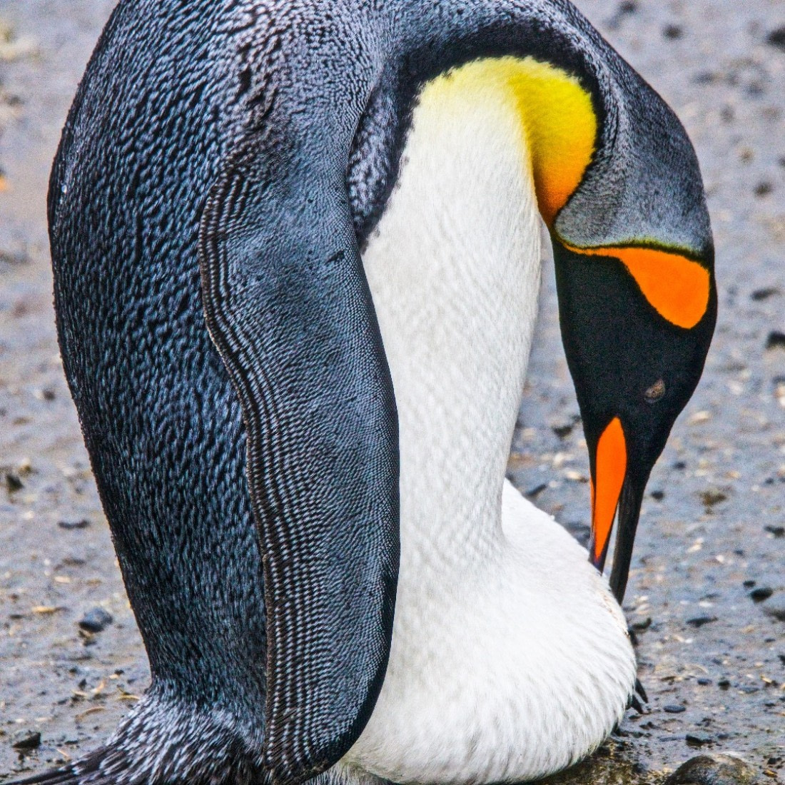 Egg sitting, king penguin, salisbury plain, south georgia island, m/v plancius, atlantic odyssey mar/apr 2017