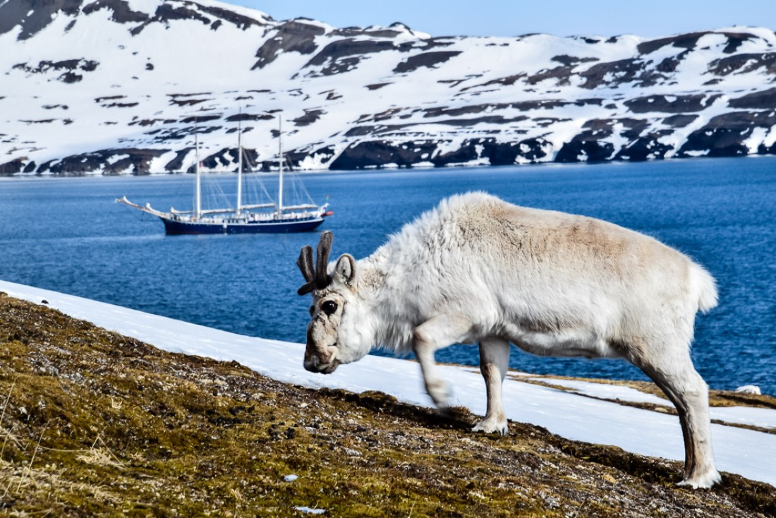 Reindeer in Alkehornet with Rembrandt Van Rijn