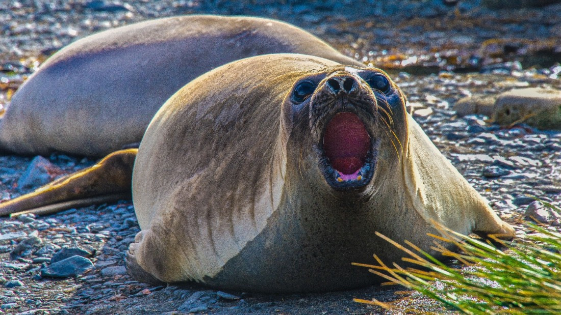 Elephant seal,female(males had bred & already departed) Atlantic Odyssey 2017