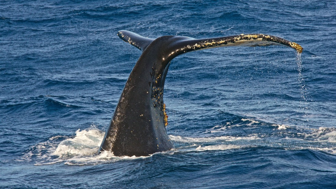 Humpback whale in morning, M/V plancius, atlantic odyssey 2017,enroute to tristan du cunha