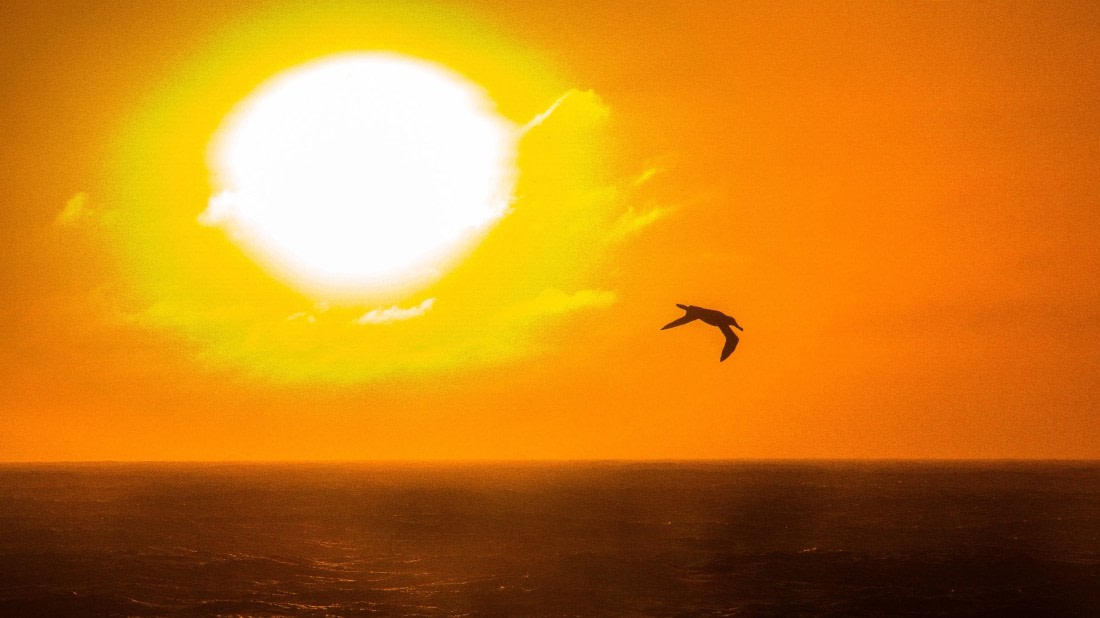 Lone albatross at sunset, M/V Plancius, atlantic odyssey mar/apr 2017