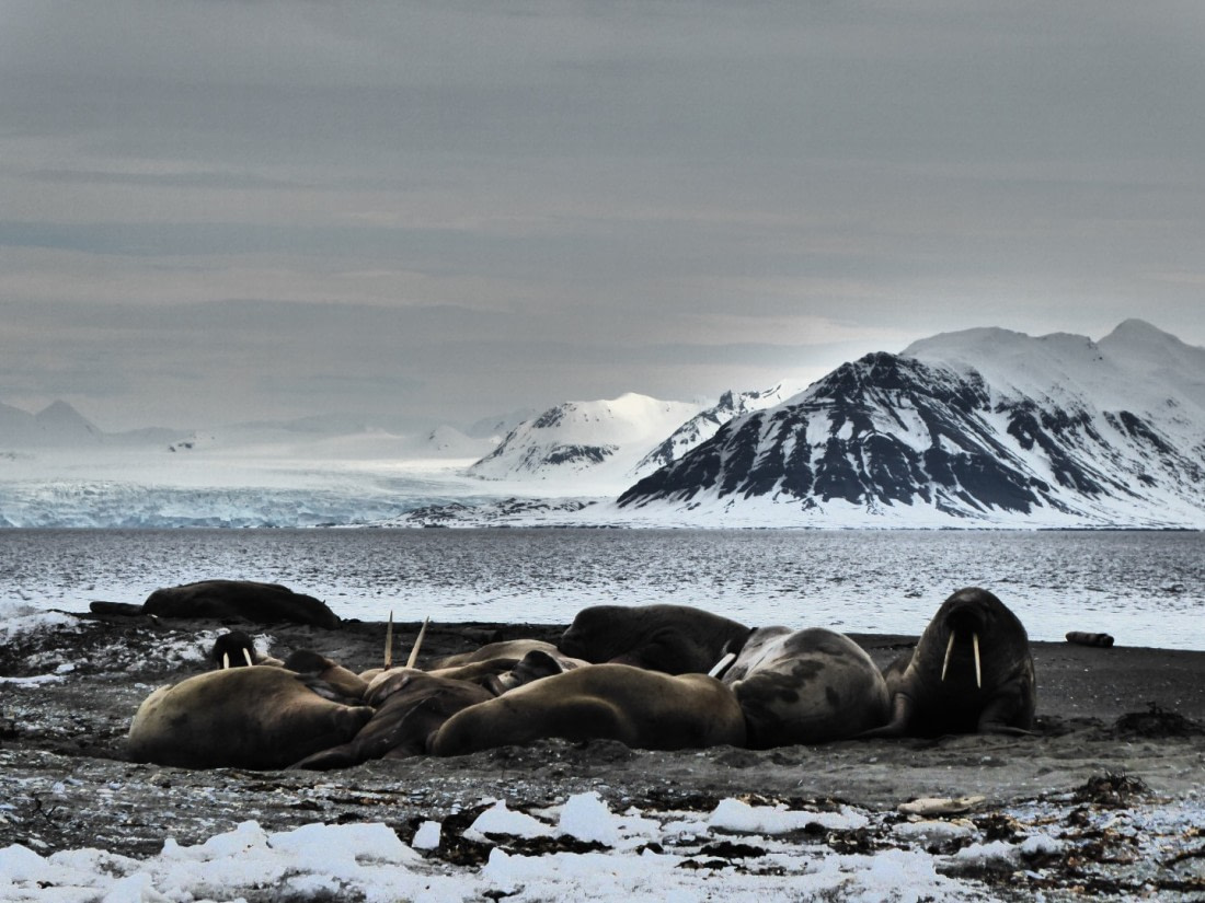 Walrus at Prins Karls Forland