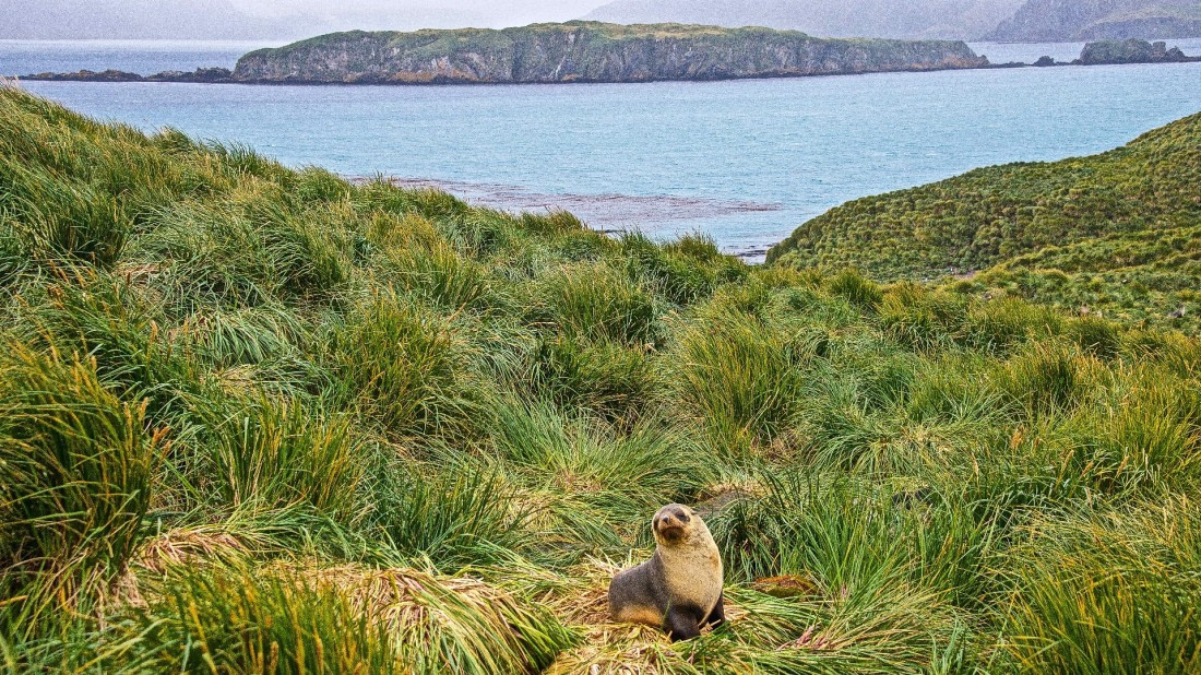 Fur seal, prion island,south georgia island, M/V Plancius atlantic odyssey mar/apr 2017