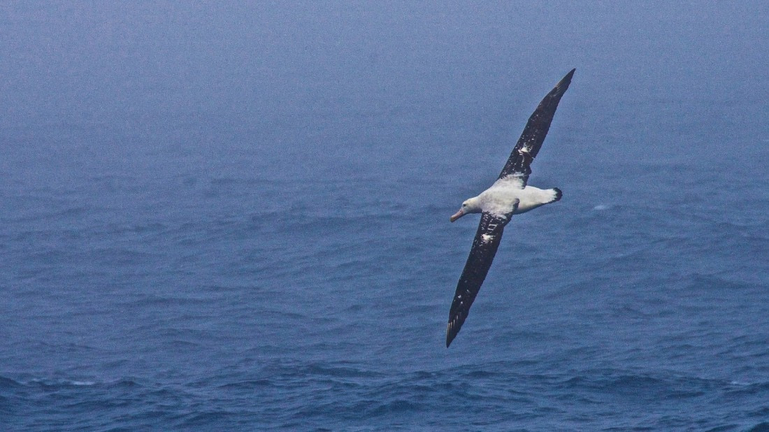 royal albatross,M/V PLancius, atlantic odyssey mar/apr 2017