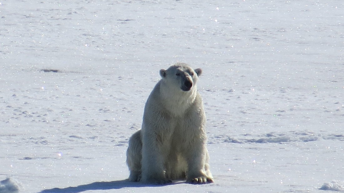 PLA07-17_170626_Wilfried_Dahms_polarbear_sitting