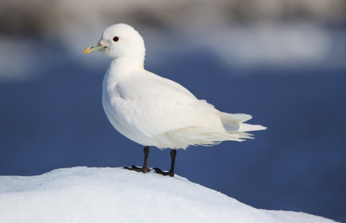 An Arctic Icon
