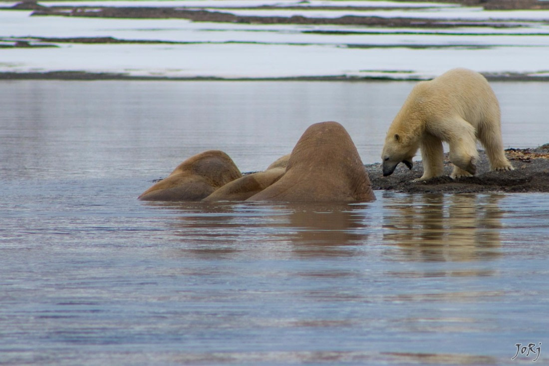Bears Vs Walrus