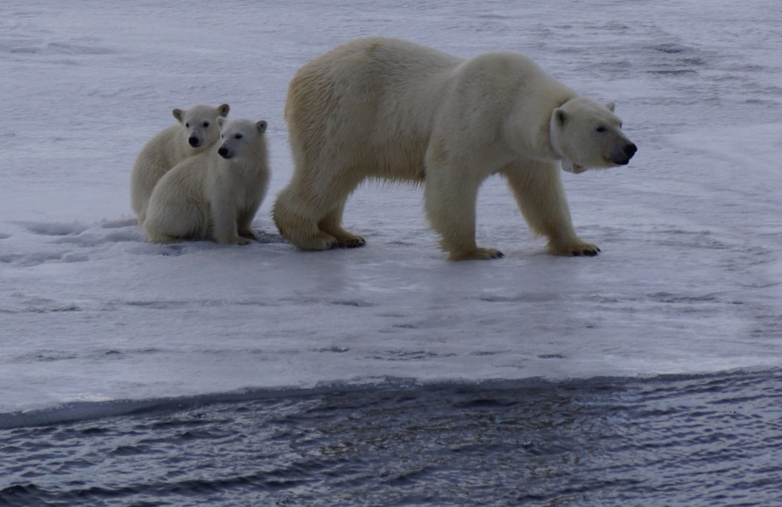 The mother spotted a seal from the fast ice