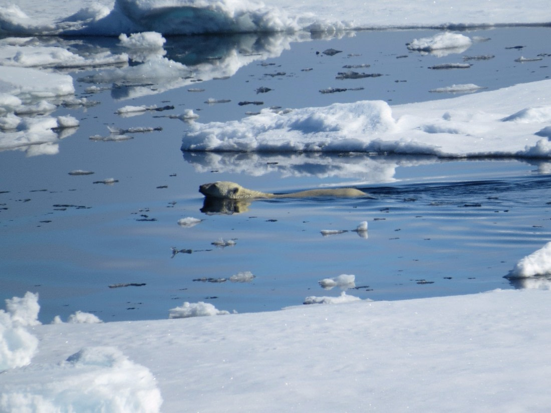PLA07-17_170626_Wilfried_Dahms_polarbear_swimming