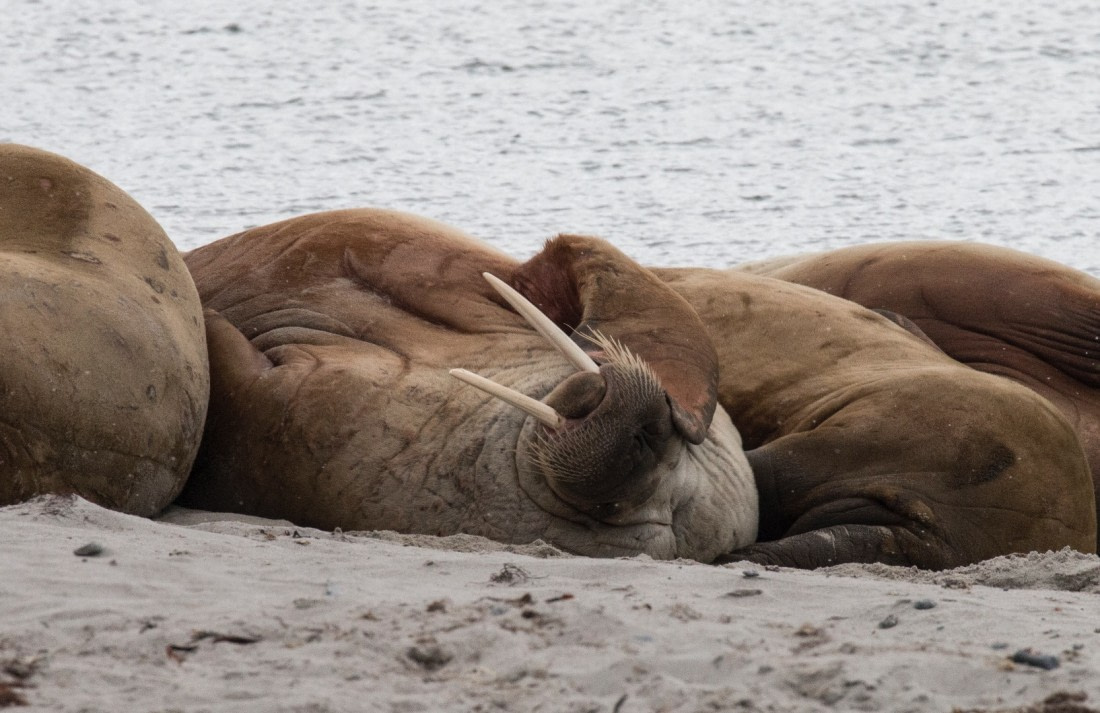 Walrus