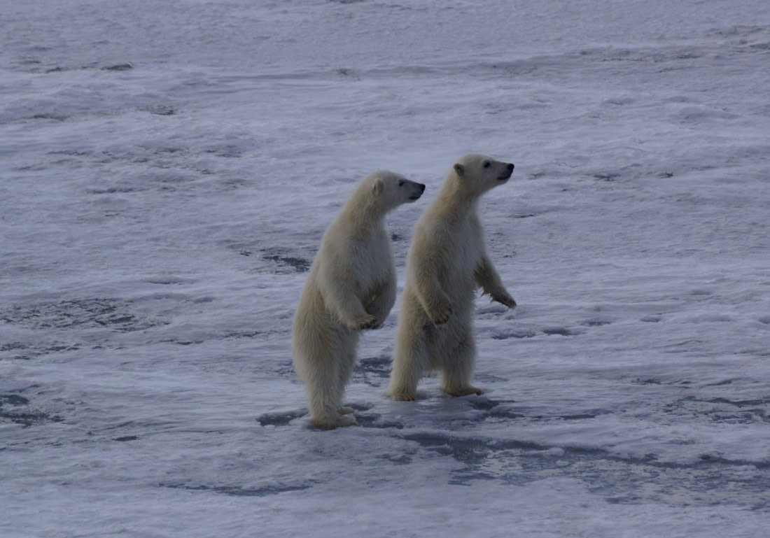 Two young Ice bears