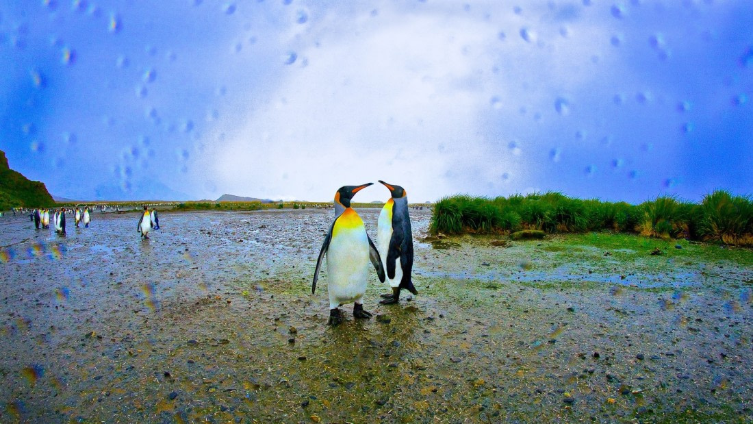King Penguins, so georgia island, m/v Plancius 2017
