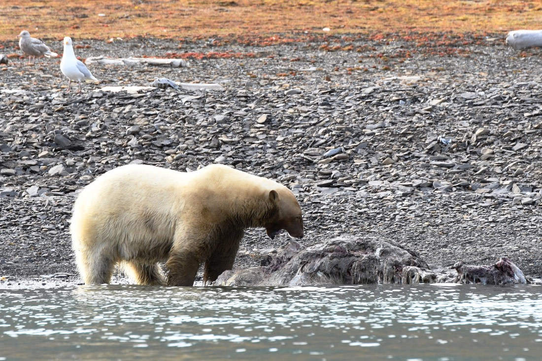 Freemansundet, polar bear with walrus carcass © Geert Kroes - Oceanwide Expeditions.jpg
