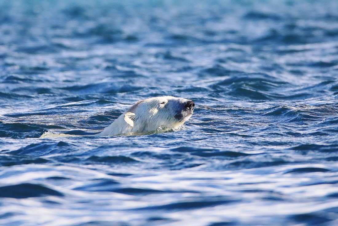 Eisbär mal anders
