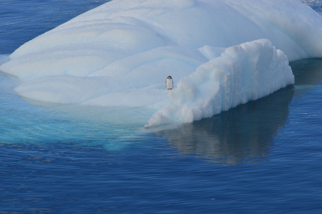 Loney penguin