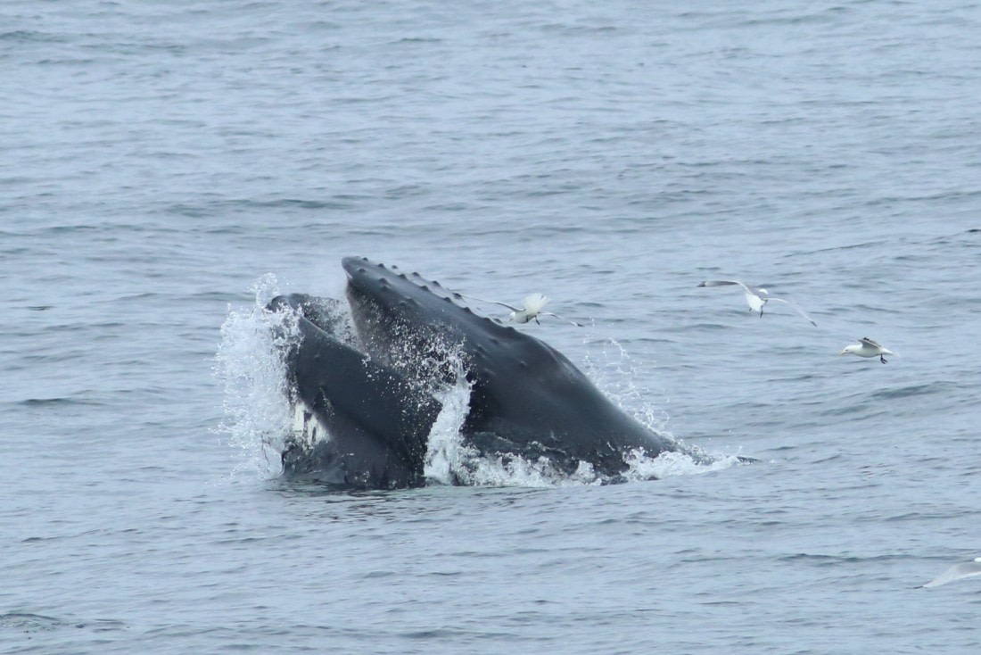 humpback whale