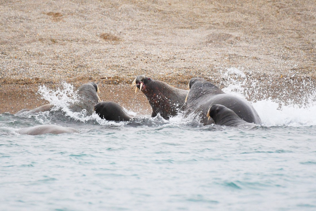 Kapp Oetker, walrus © Geert Kroes - Oceanwide Expeditions.jpg