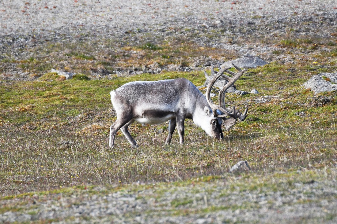 Kapp Lee, reindeer on the tundra © Geert Kroes - Oceanwide Expeditions.jpg