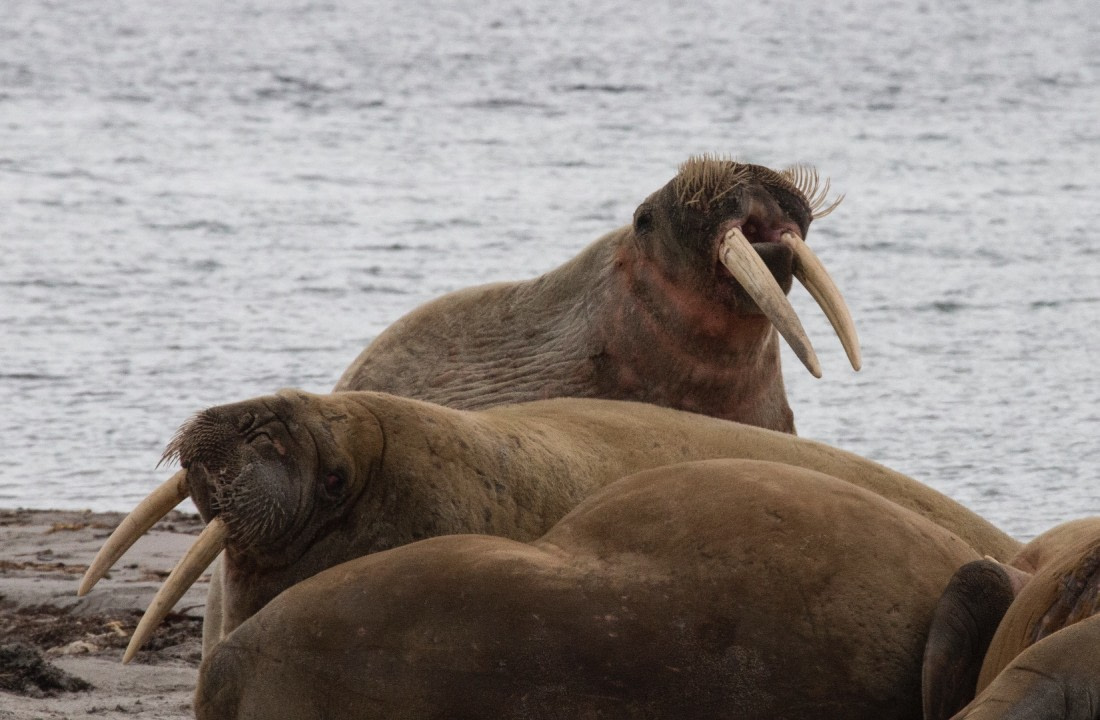 Walrus