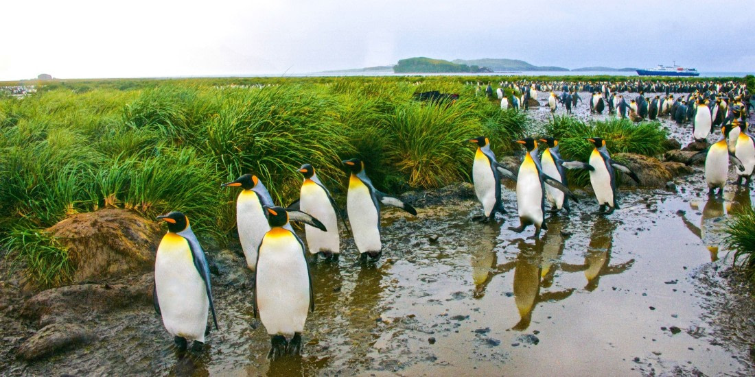 so georgia island, king penguins, m/v Plancius