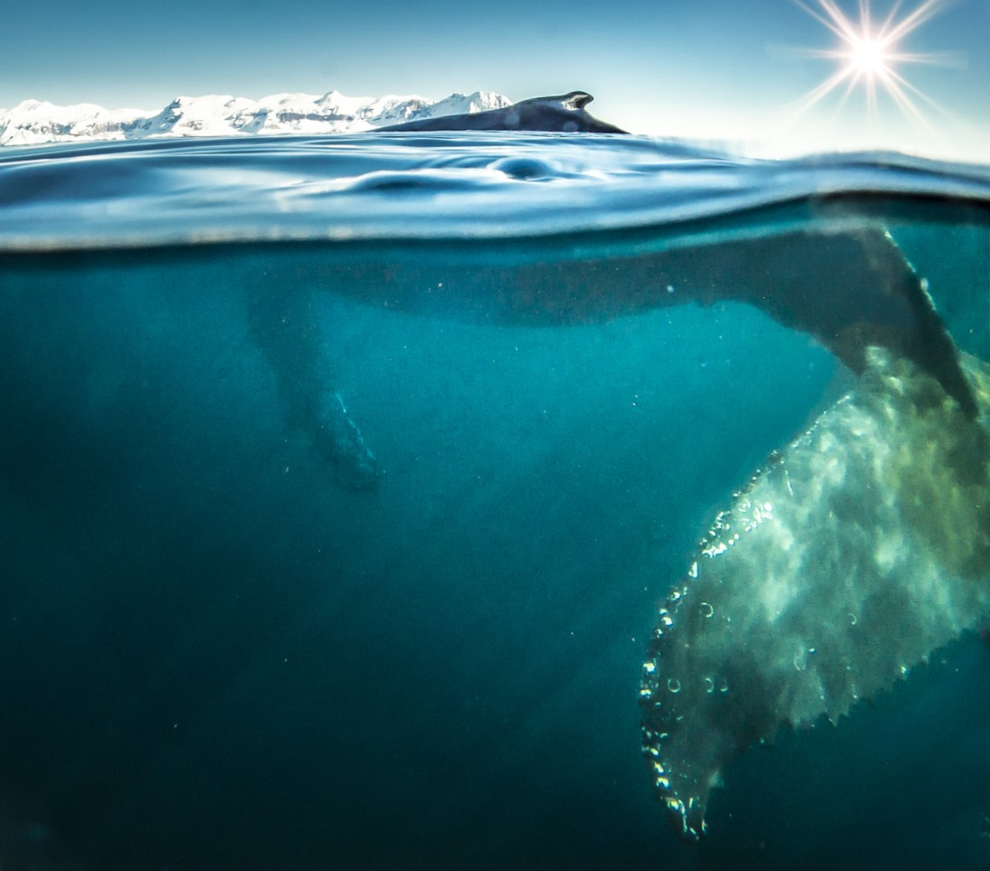 Humpback whale, Antarctica © Dietmar Denger - Oceanwide Expeditions.jpg