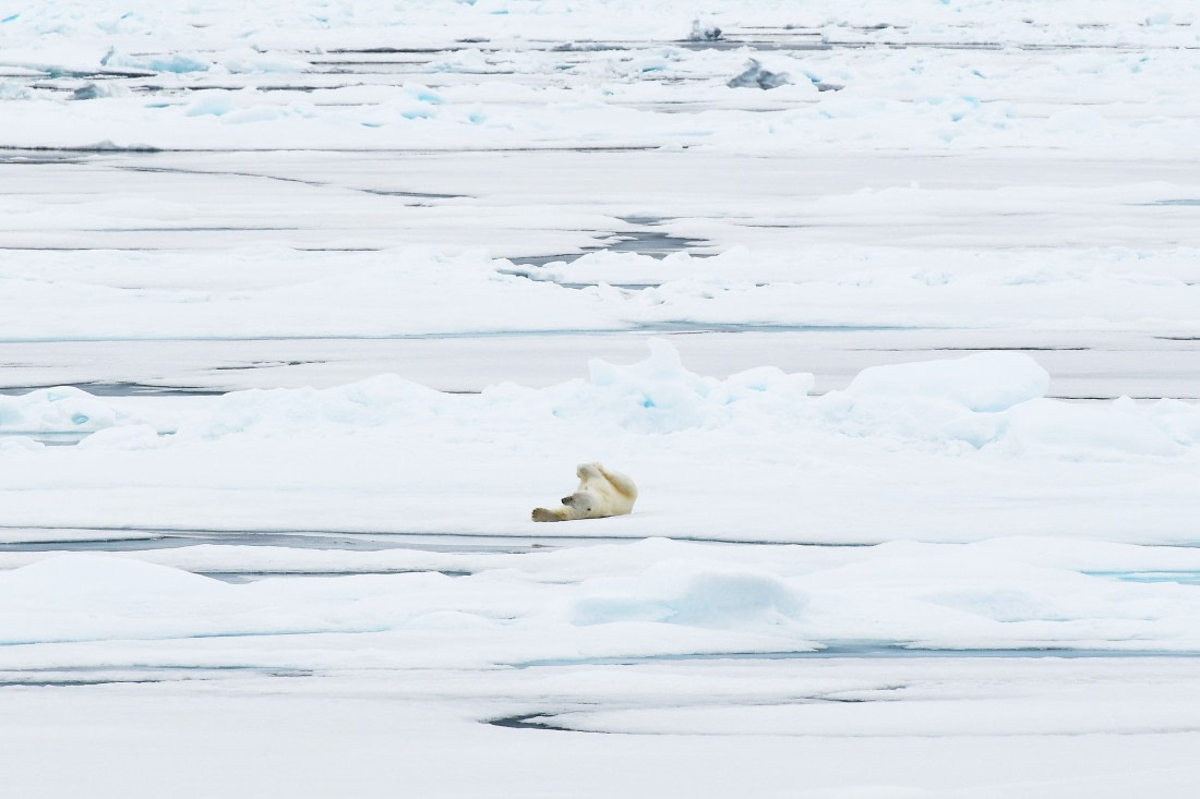 Polar bear on the pack ice © Geert Kroes - Oceanwide Expeditions.jpg