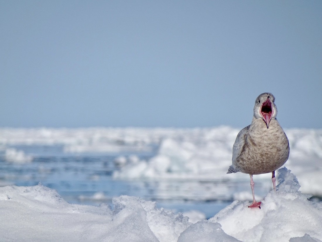 Juvenile Glaucous gull, Svalbard, Juli © Nikki Born-Oceanwide Expeditions.jpg