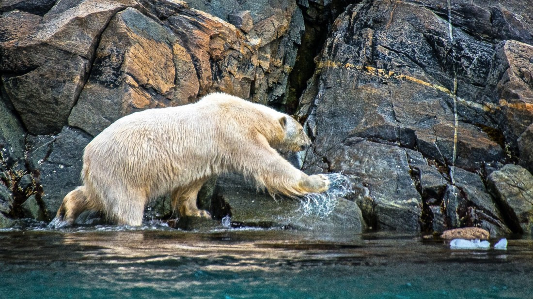 Polar bear, Smeerenburg fjord. Rembrandt van rijn spitsbergen-NE Greenland aug 2017