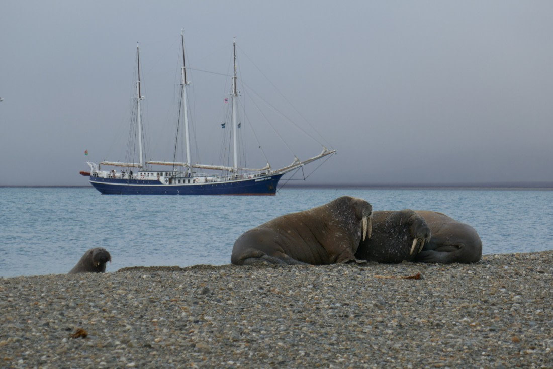 Walrus & Rembrandt