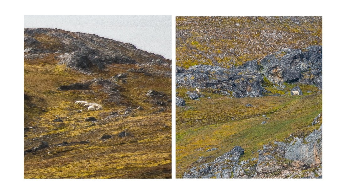 Left: sleeping polar bears cuts our 1st hike short.  Right: 1 hour later, same bears from safety of rembrandt van reign