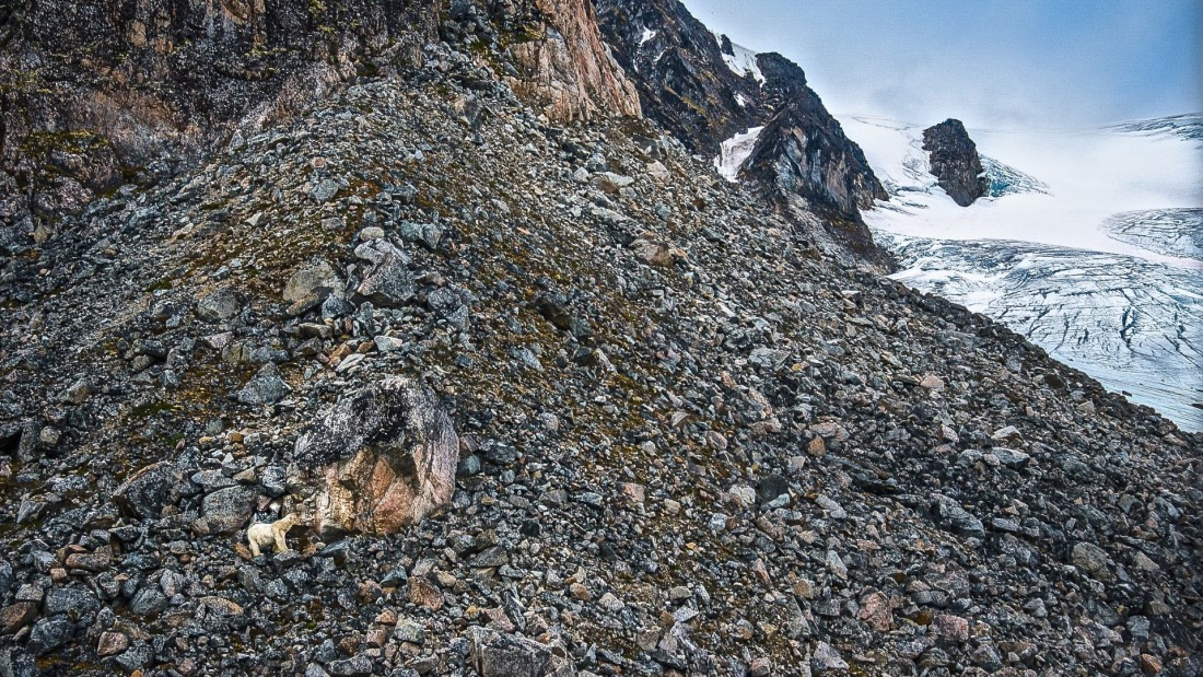 Polar bear climbing to glacier. rembrandt van rijn spitsbergen-NE Greenland 2017