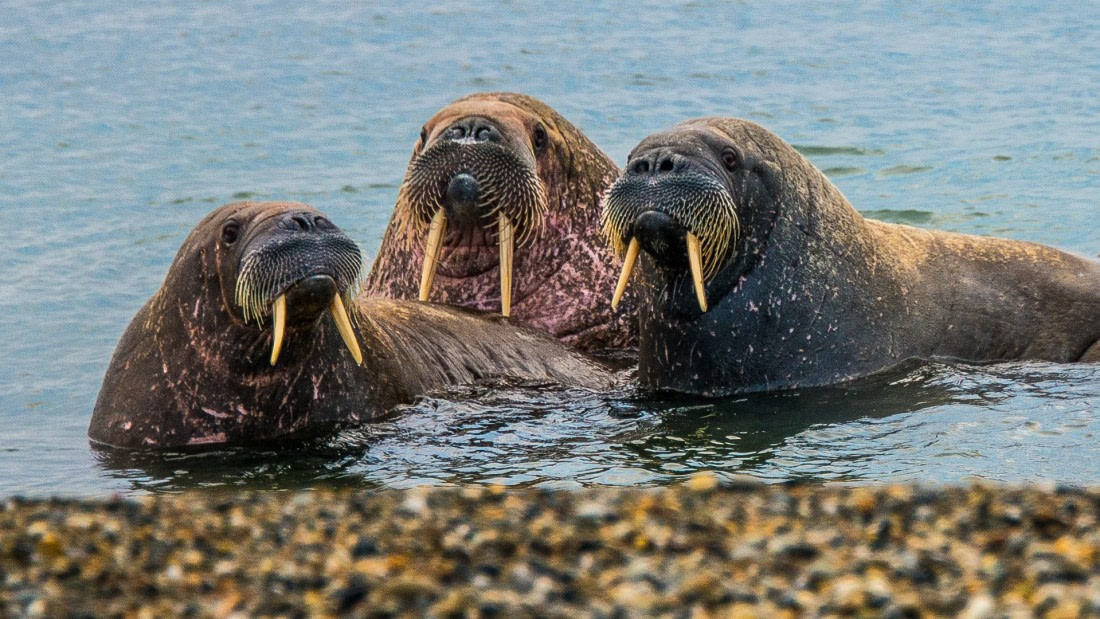 Walrus, Rembrand van Rijn spotbergen - Northeast greenland 2017
