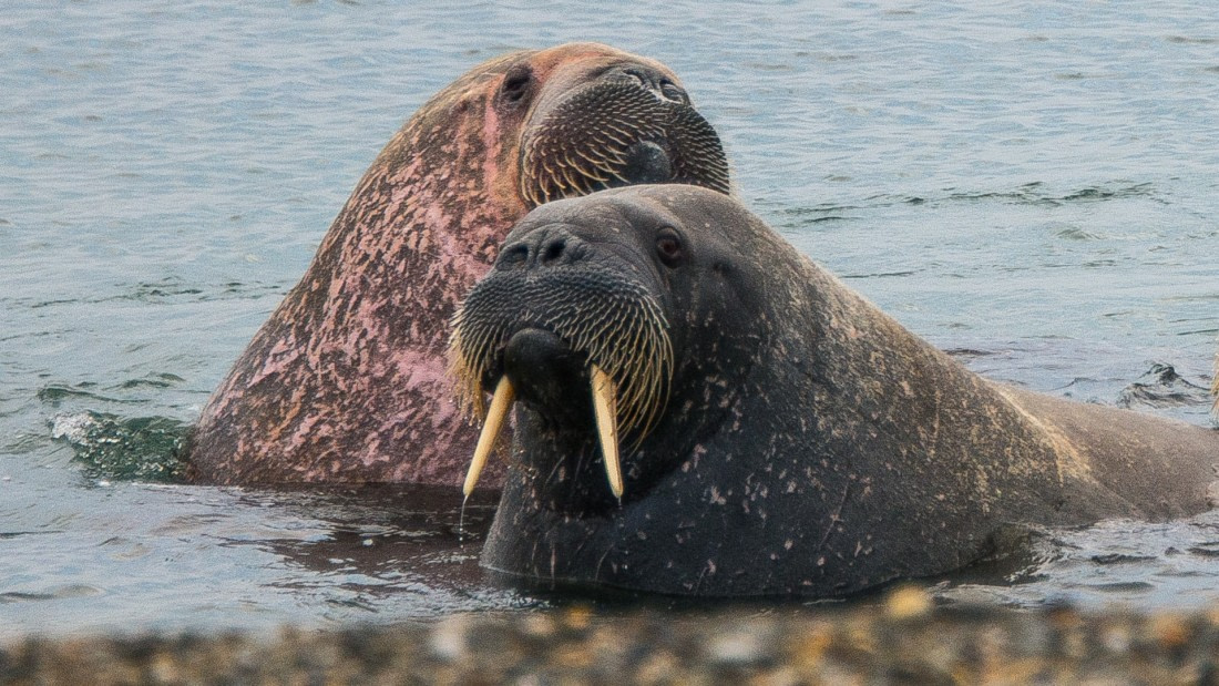 Walrus, Sarstangen, Spitsbergen - Northeast Greem;amd 2017