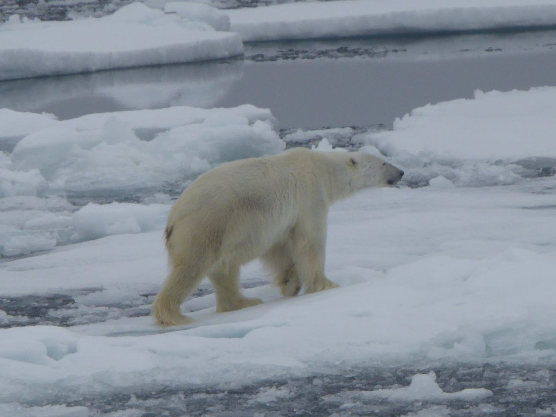 Polar Bear in the Sea Ice north of Nordaustlandet, Svalbard
