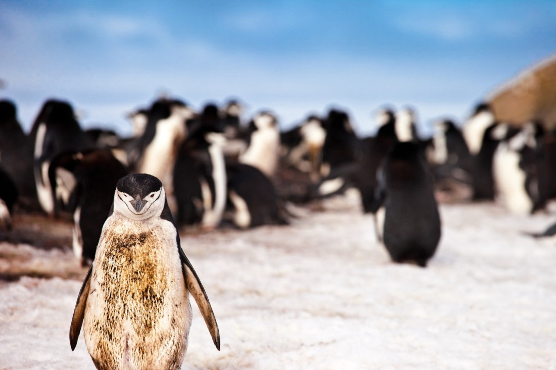chinstrap penguin