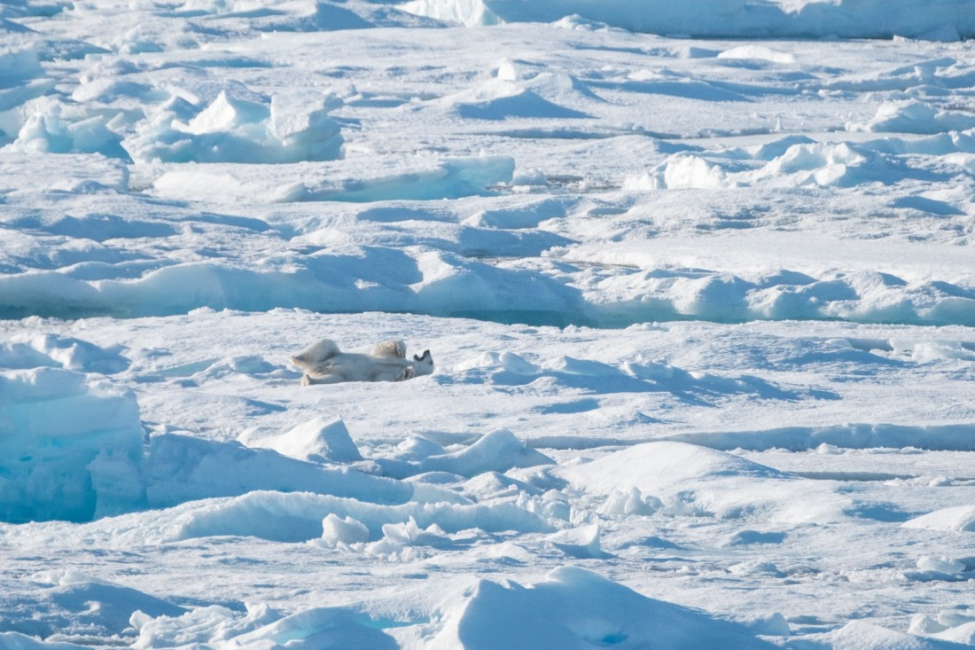 Polar Bear