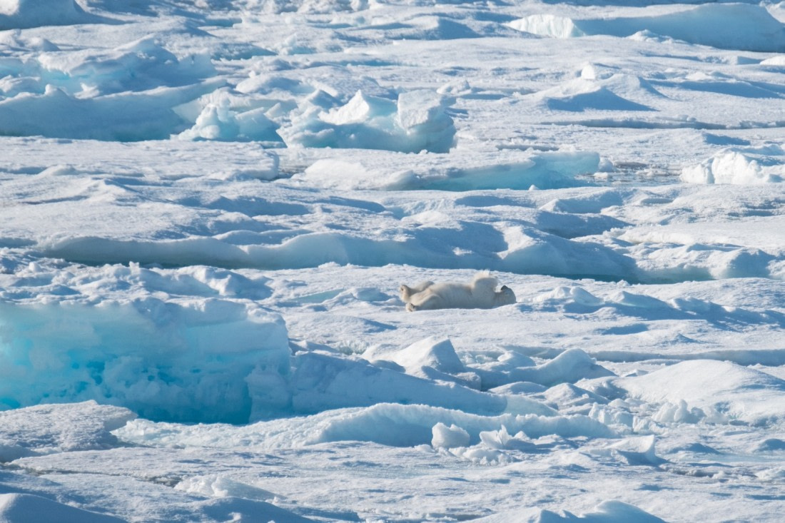 Polar bear