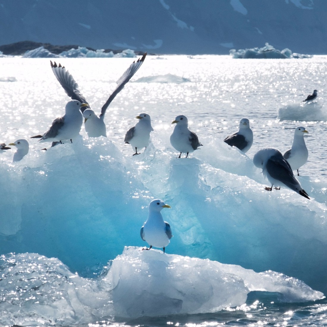 Ice Kingdom
