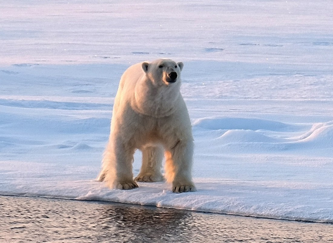 Polar bear at 03 hours in night near Plancius