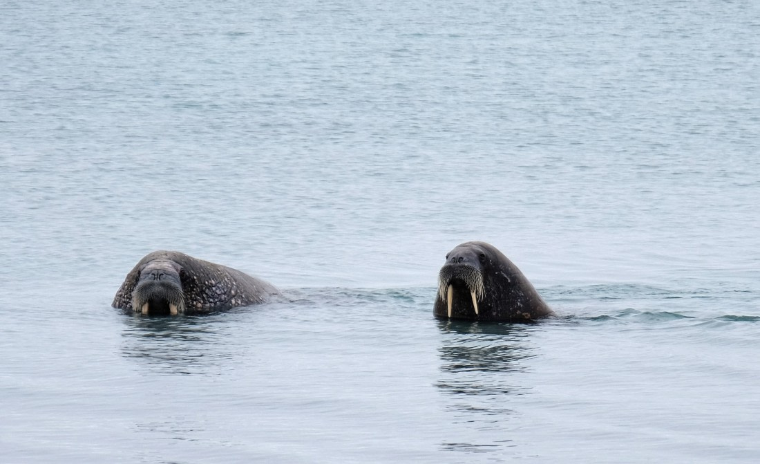 Surprised walrus