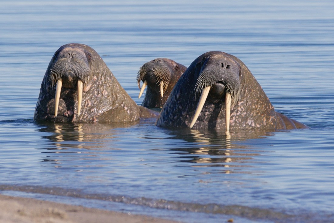Walrusses