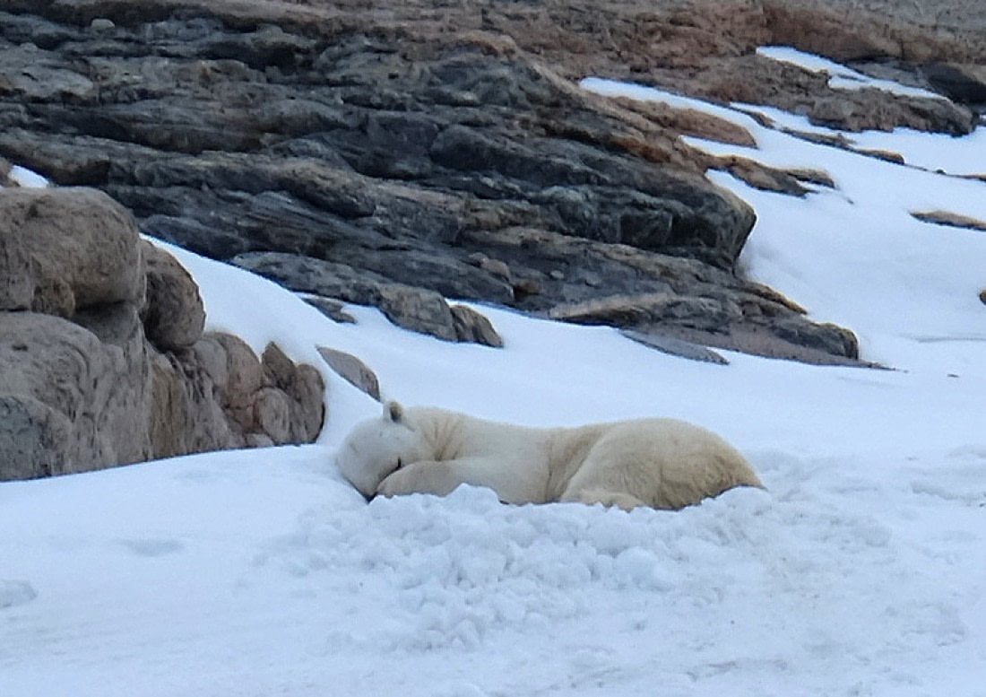 sleeping bear