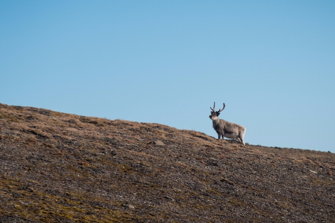 Graceful reindeer