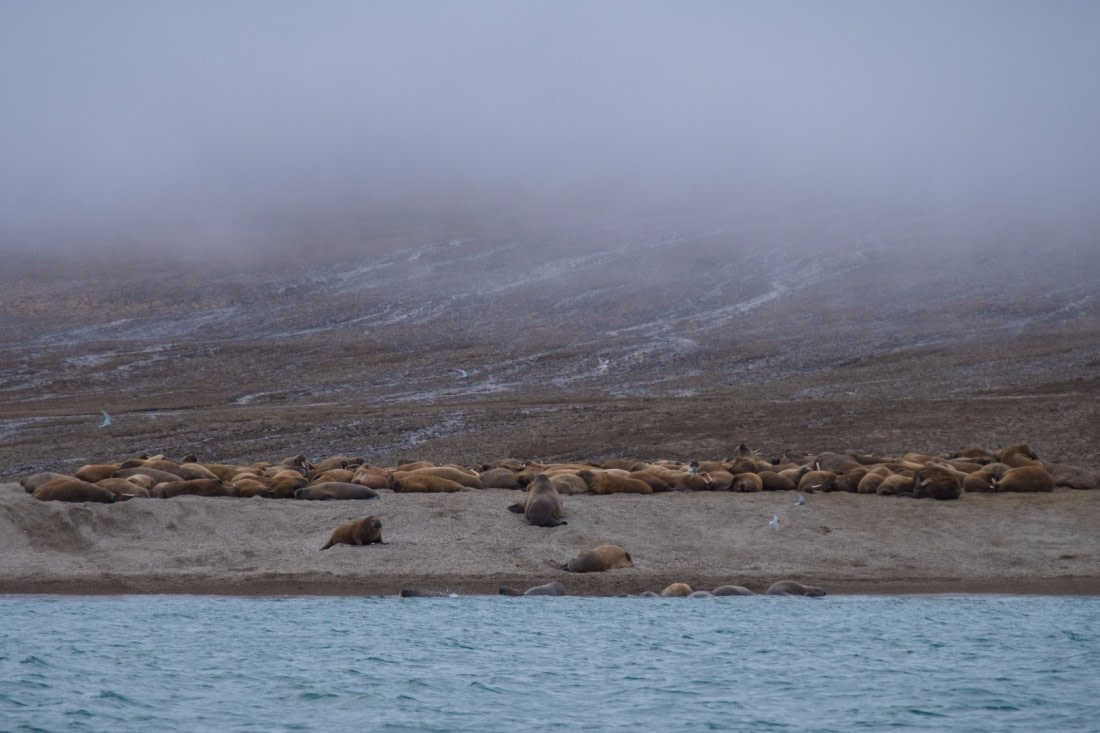 Walrus settlement