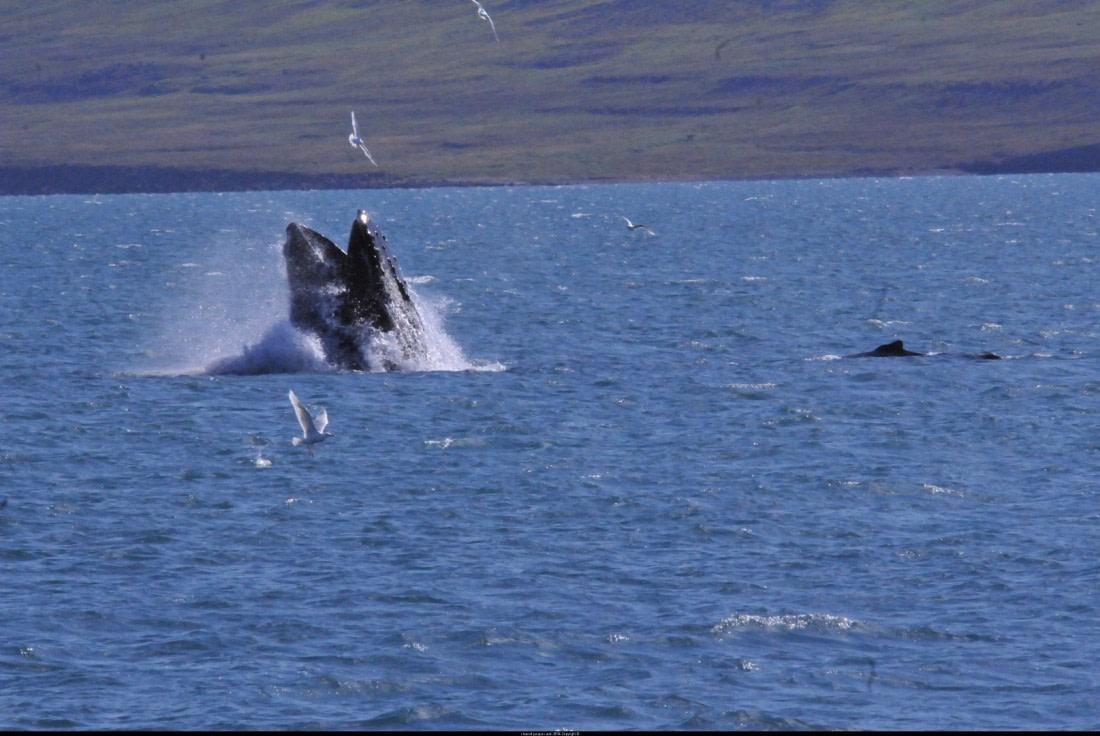 Whale jump