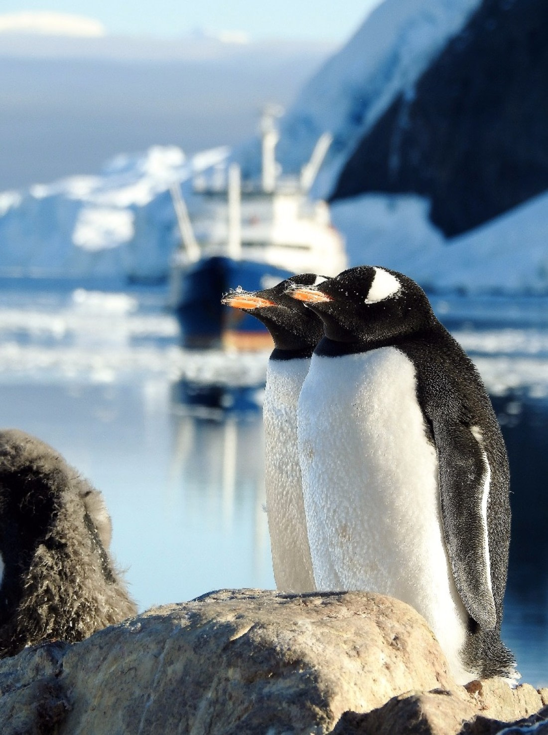 Penguin Paradise