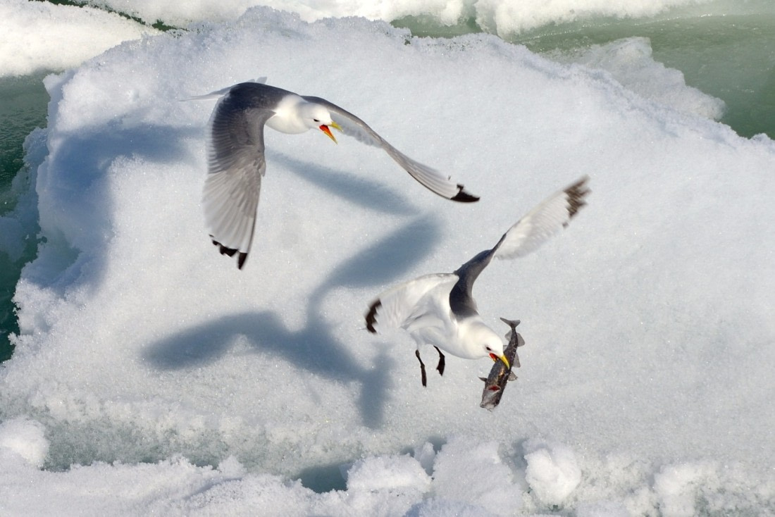 Rescue the catch.