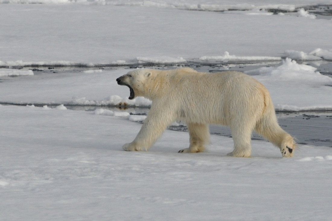 Spitzbergen